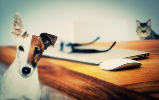 Pets in Great Notley